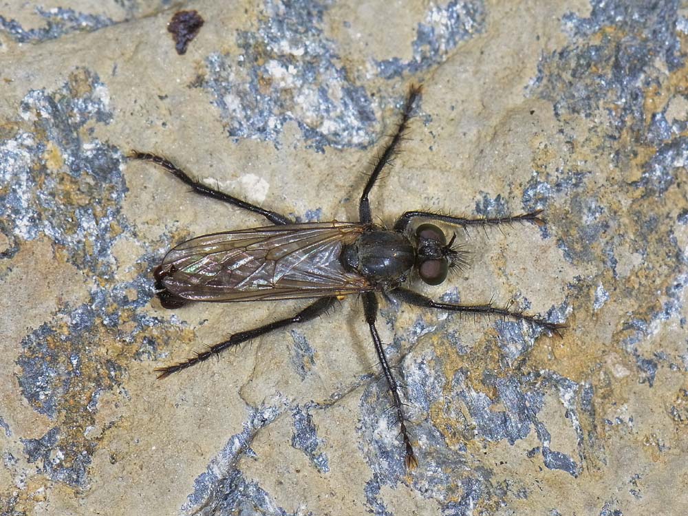 Asilidae: maschio di Cyrtopogon sp.